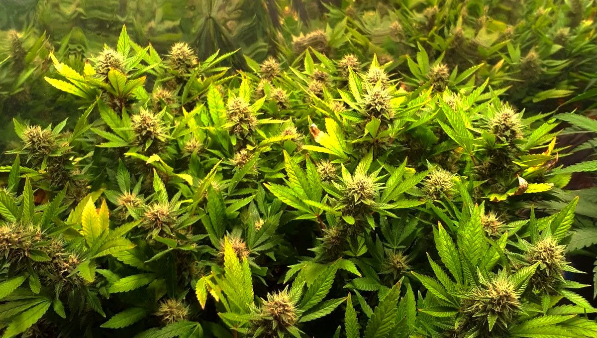 15 Best Strains for Male Arousal in 2022: Brooklyn Mango 15 Best Strains for Male Arousal in 2022: Brooklyn Mango