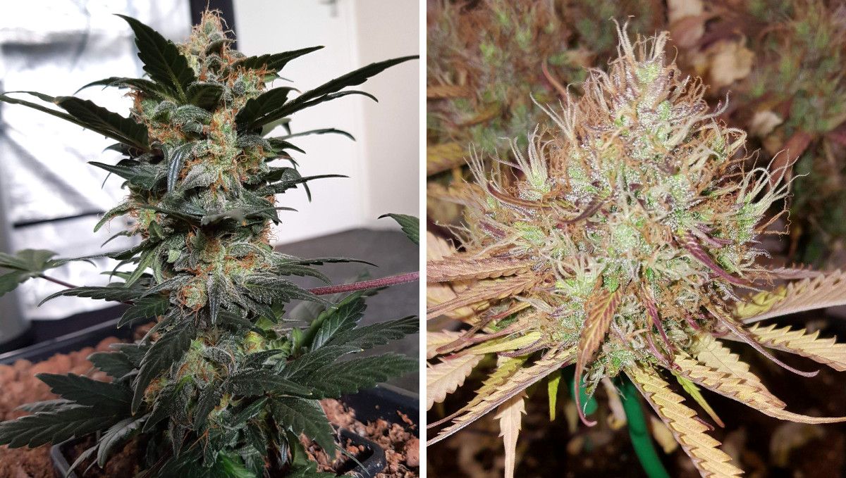 Auto Mazar cannabis strain: ripening and harvest | weeks 10 | two shots comparing mature buds right before harvest