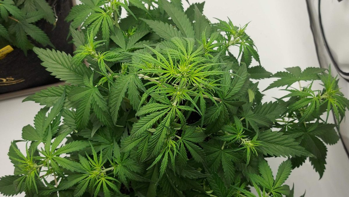 Mimosa Cake Auto cannabis strain: transition (pre-flower) | week 5 | an indoor autoflower forming the first buds