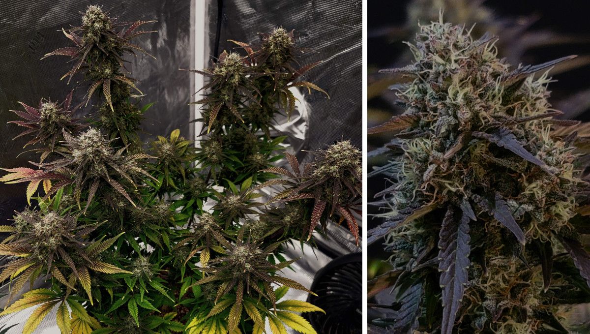 Banana Purple Punch Auto Cannabissorte: Reifung und Ernte | Wochen 10- | Eine reife, verblasste Marihuanapflanze vor der Ernte