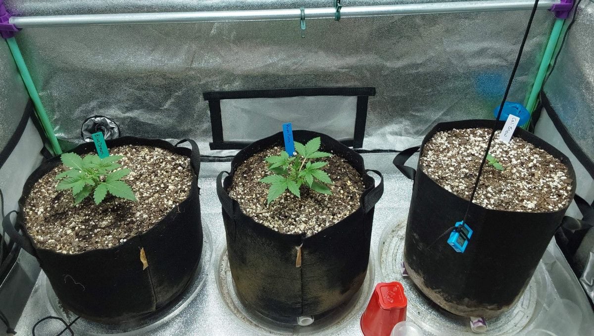 Blue Dream Auto cannabis strain: early veg | week 2 Blue Dream Auto cannabis strain: early veg | week 2