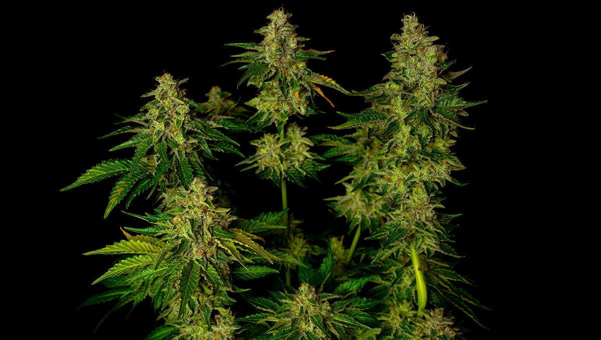 Die 5 besten Autoflower-Sorten gegen Schlaflosigkeit: Afghan Kush Auto
