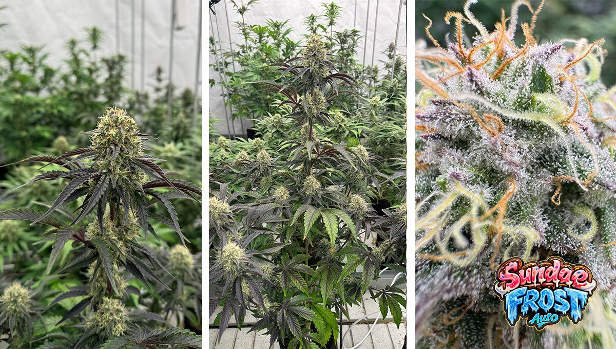 Sundae Frost One Week Before Harvest