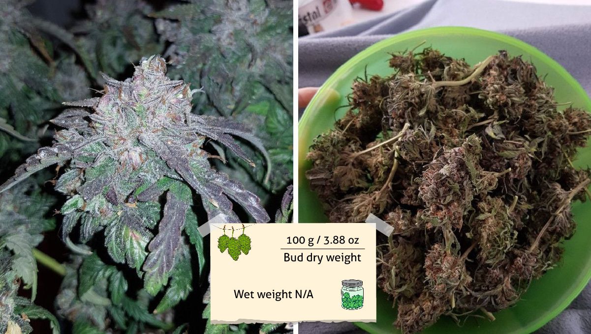 Bubba Kush Auto cannabis strain: yield and smoke report Bubba Kush Auto cannabis strain: yield and smoke report