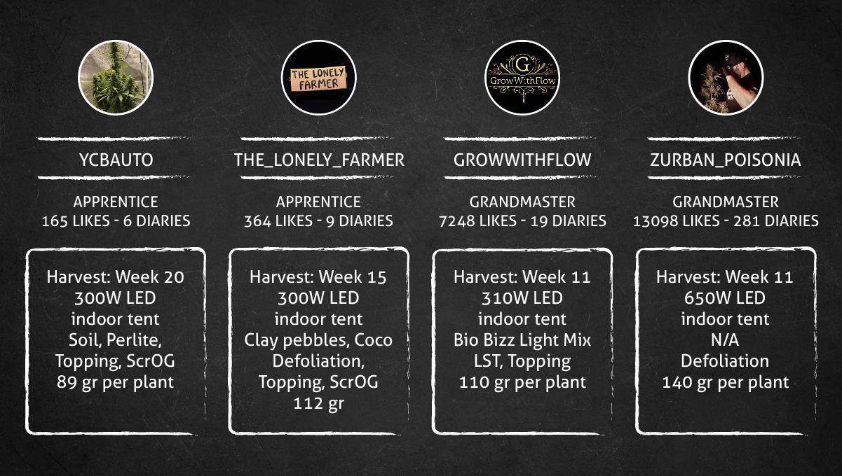 Wedding Cheesecake FF cannabis strain: outcome