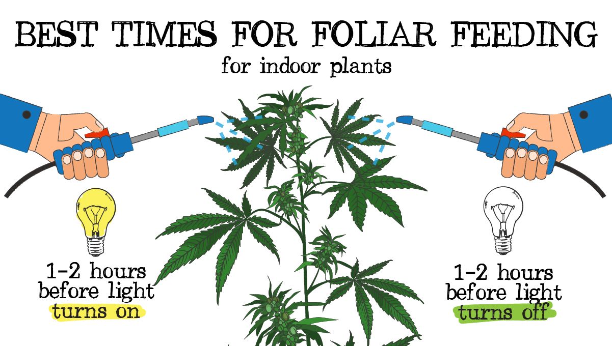 Foliar feeding guide: best time for foliar feeding Foliar feeding guide: best time for foliar feeding