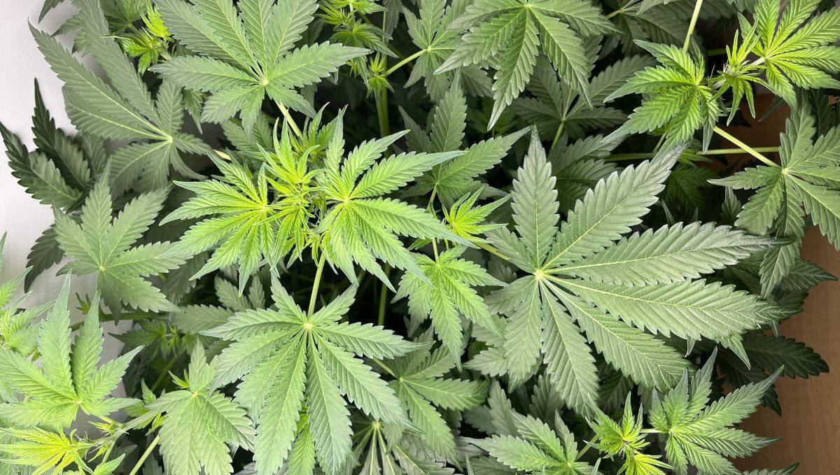 Six Shooter Auto cannabis strain: transition (pre-flower) | week 5 | the tops of an autoflower with dense healthy foliage Six Shooter Auto cannabis strain: transition (pre-flower) | week 5 | the tops of an autoflower with dense healthy foliage