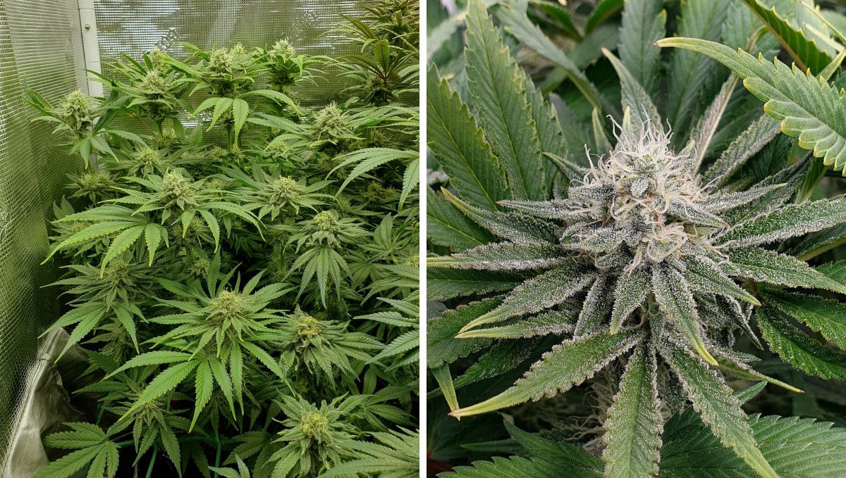 Tropicana Cookies FF cannabis strain: mid flower (bulk phase) | weeks 10-11 | a low-profile indoor plant with forming top buds and slightly fading leaves plus a closeup of one immature-looking but resinous top bud Tropicana Cookies FF cannabis strain: mid flower (bulk phase) | weeks 10-11 | a low-profile indoor plant with forming top buds and slightly fading leaves plus a closeup of one immature-looking but resinous top bud