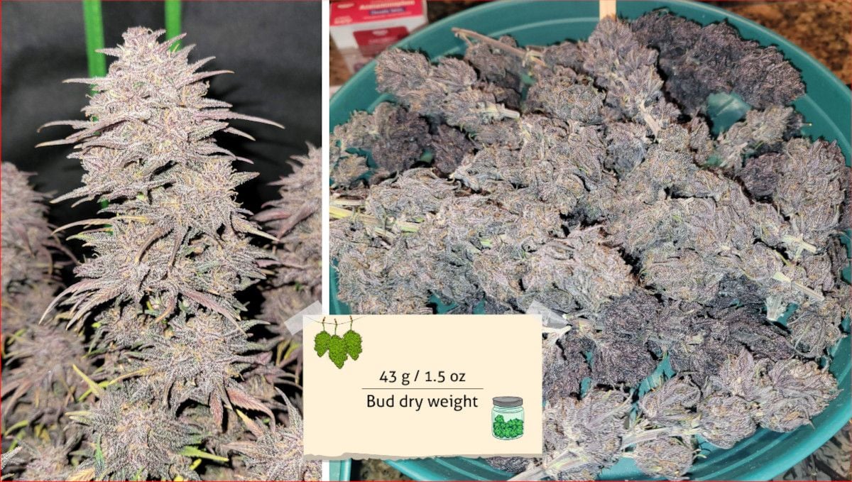 Blackberry Auto cannabis strain: yield | a closeup of a purple cola still on the plant before harvest and a heap of buds on a plate
