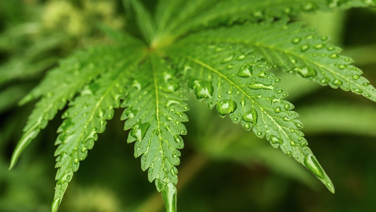 How Cannabis Plants Use Water And What To Know: Top Tips on Watering Cannabis PlantsHow Cannabis Plants Use Water And What To Know: Top Tips on Watering Cannabis Plants