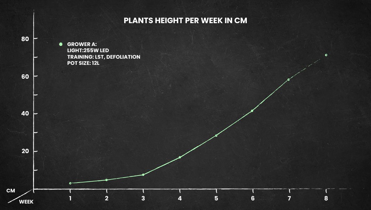 Z Auto Cannabis Strain: height chart