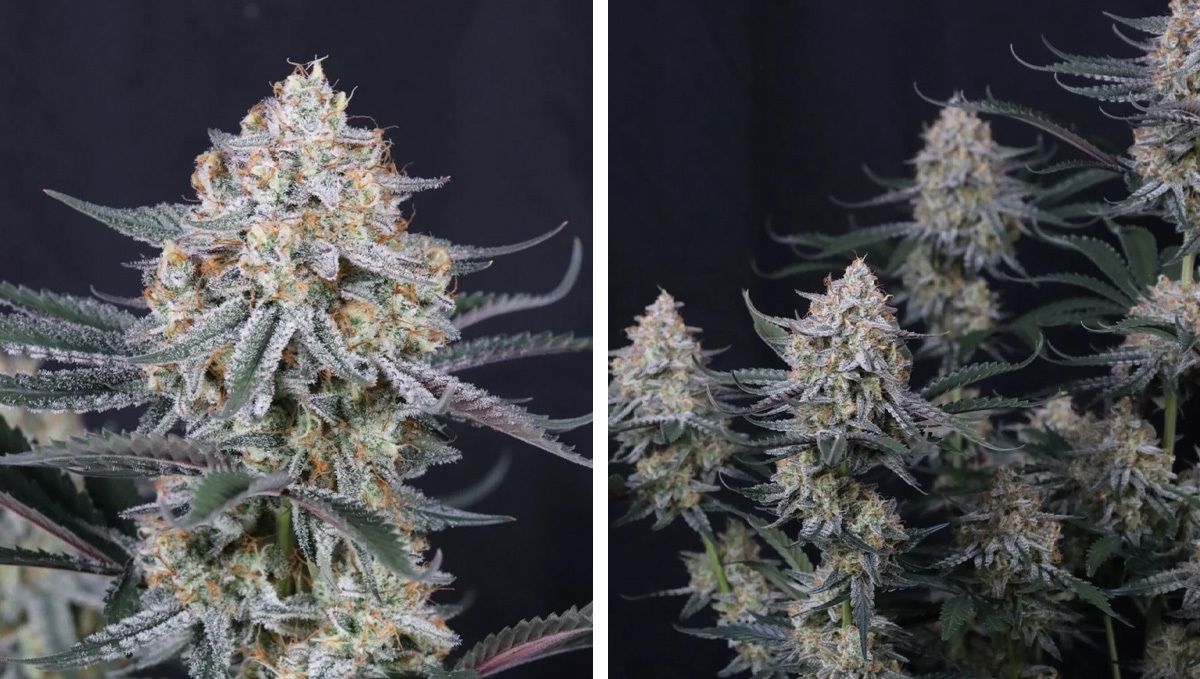 cov20 (1).jpg guava sundae