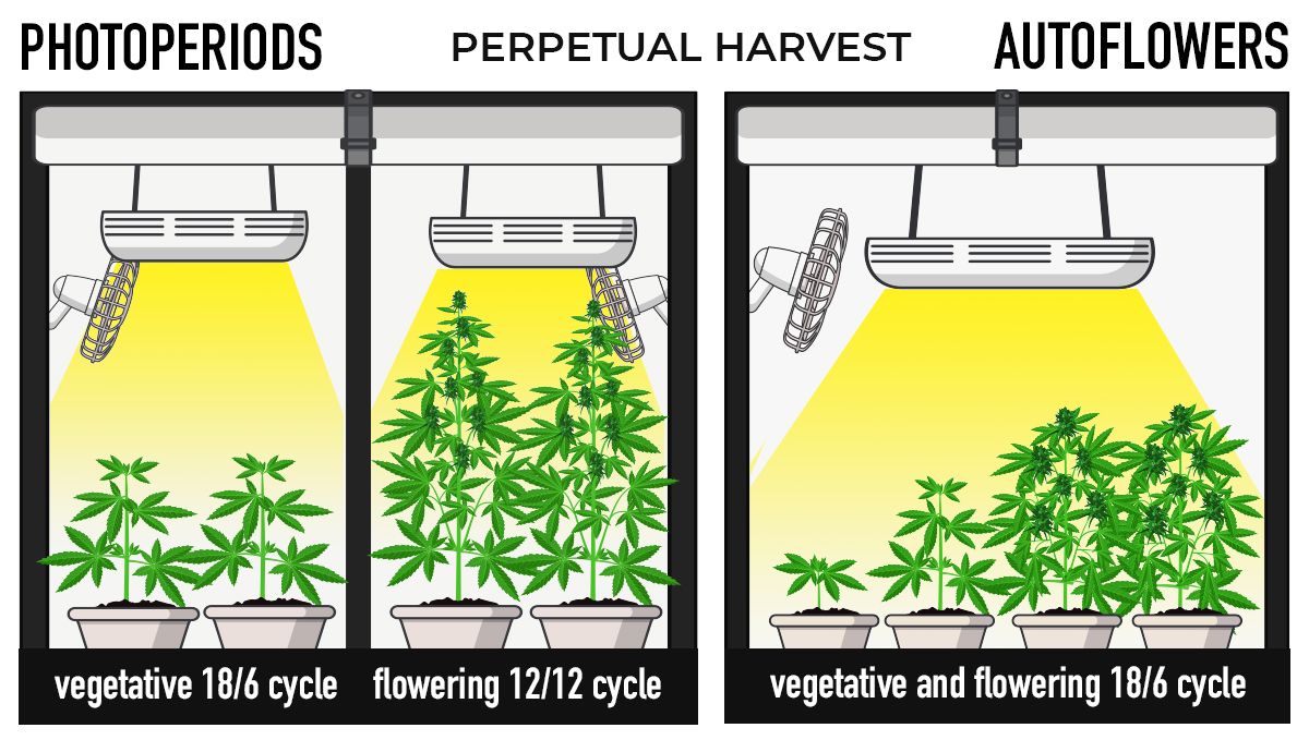 Why should beginners grow autoflowers?: perpetual harvests