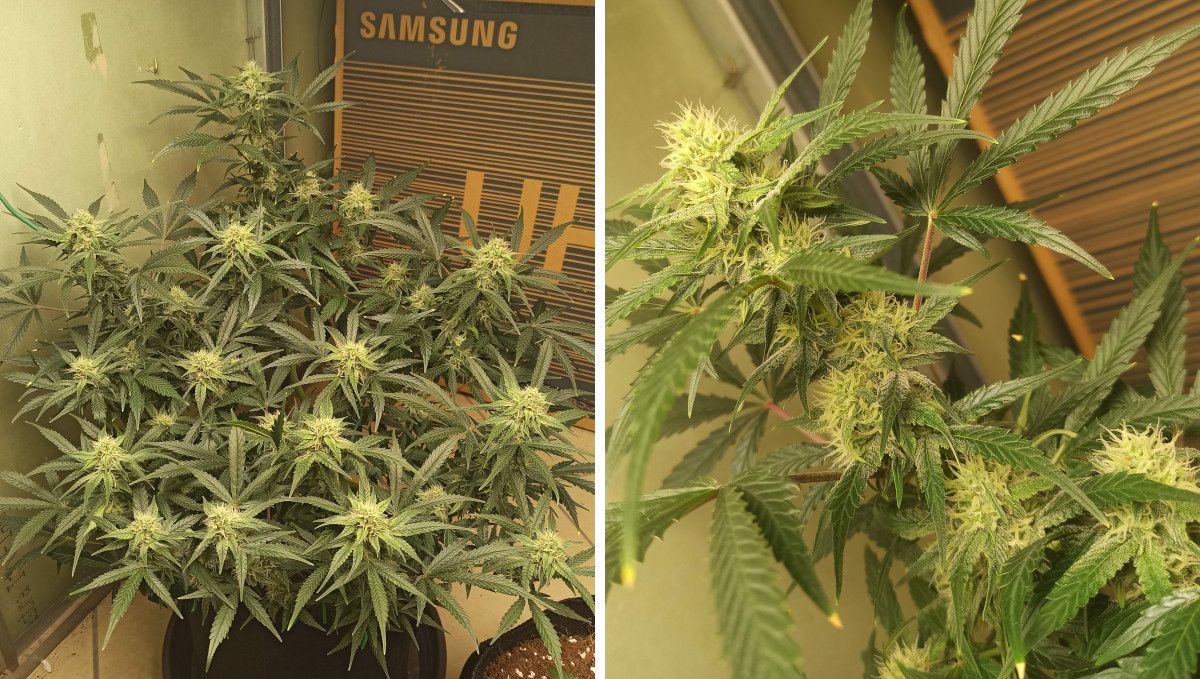 Big Bud Auto Cannabis Strain Week-by-Week Guide: A short but bushy flowering plant indoors and a close-up of a bud 4 weeks into flowering