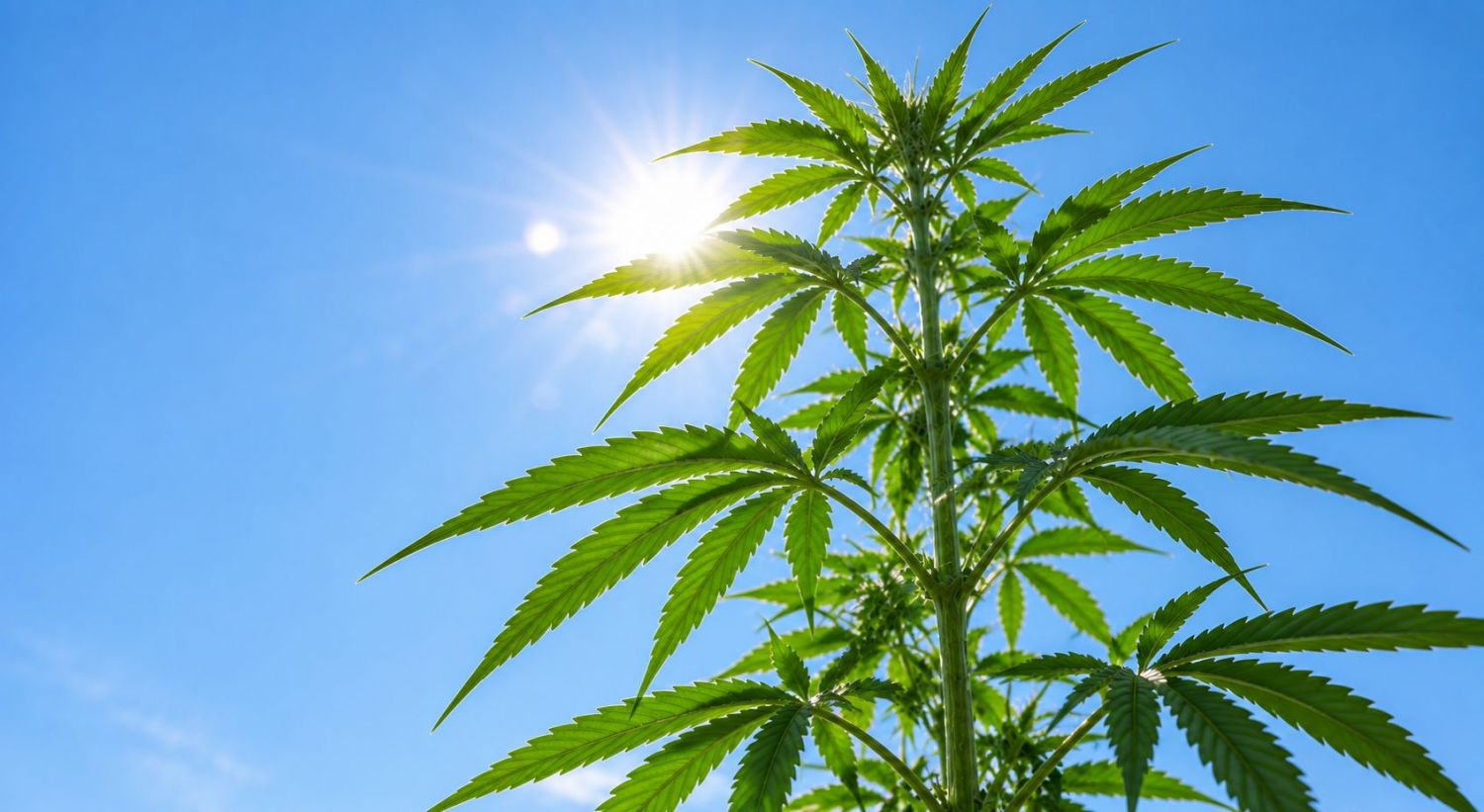 Types of lights for autoflowers: sunlight Types of lights for autoflowers: sunlight