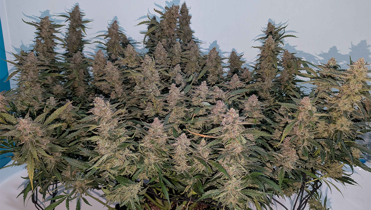 Чиста, самоуверена фотографија на Forbidden Runtz Auto од @kagytee, со одлична структура.