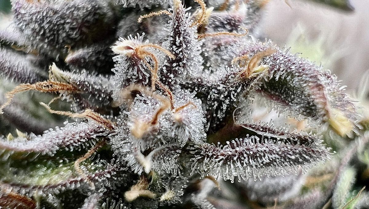 Purple Lemonade FF cannabis strain: ripening and harvest | weeks 12 | a closeup shot of calyces and trim leaves completely covered in resin Purple Lemonade FF cannabis strain: ripening and harvest | weeks 12 | a closeup shot of calyces and trim leaves completely covered in resin