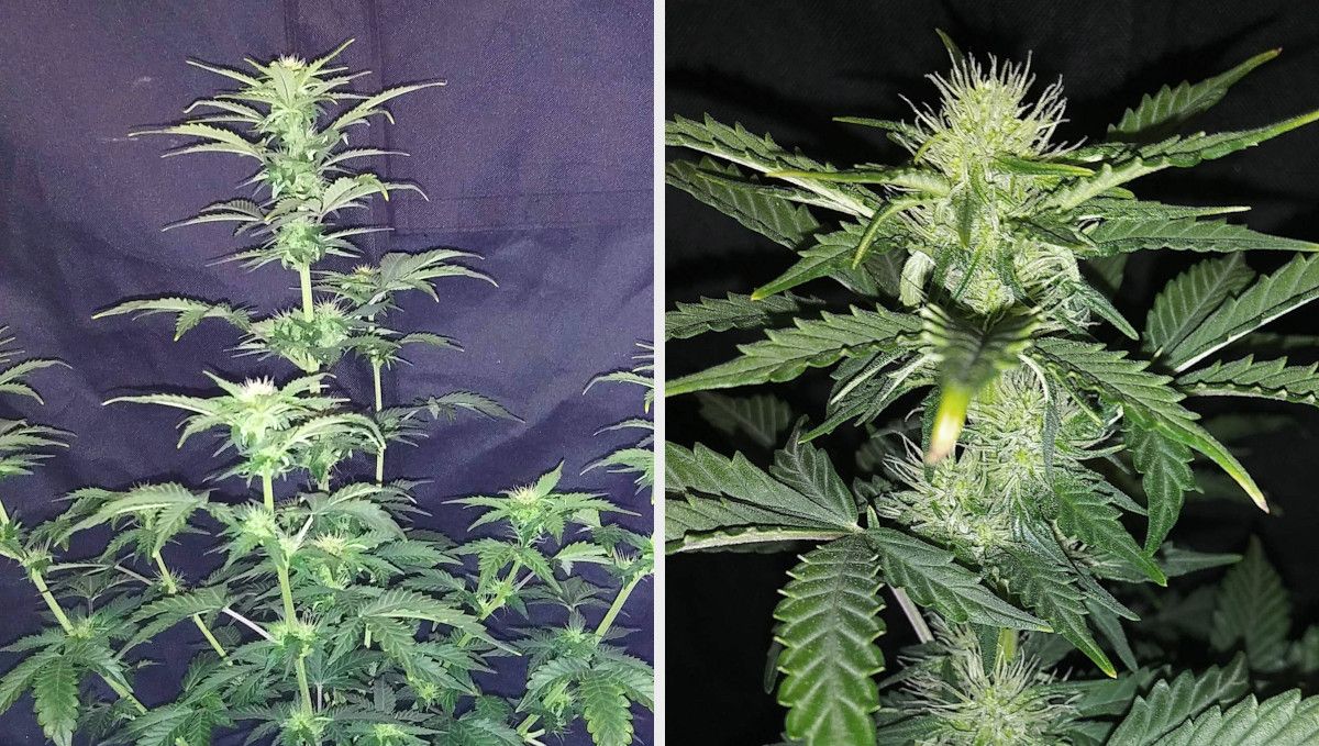Russian Auto Cannabis Strain Week-by-Week Guide: An indoor marijuana plant with a dominating central cola and several long side branches in the early stages of flowering and a closeup of a forming bud, already covered in crystals Russian Auto Cannabis Strain Week-by-Week Guide: An indoor marijuana plant with a dominating central cola and several long side branches in the early stages of flowering and a closeup of a forming bud, already covered in crystals