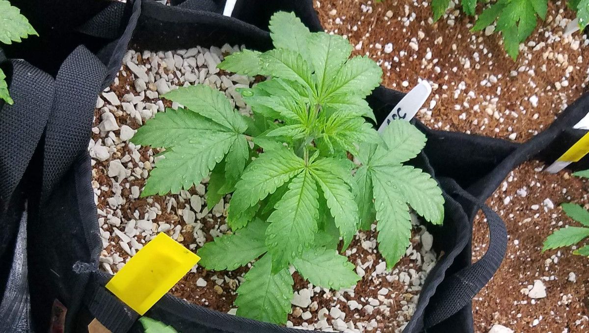 LSD-25 Auto cannabis strain: early veg | week 2 | an indoor autoflower with slightly drooping leaves shown right after a 'shower' LSD-25 Auto cannabis strain: early veg | week 2 | an indoor autoflower with slightly drooping leaves shown right after a 'shower'