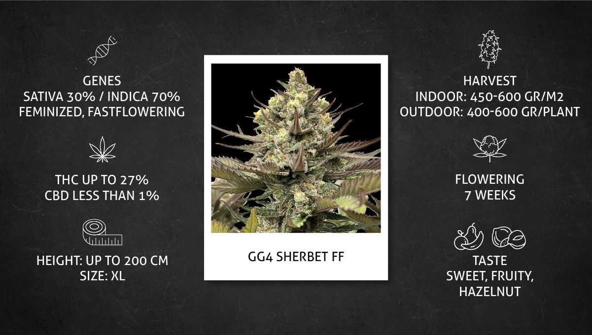 GG4 Sherbet FF cannabis strain: specs sheet GG4 Sherbet FF cannabis strain: specs sheet
