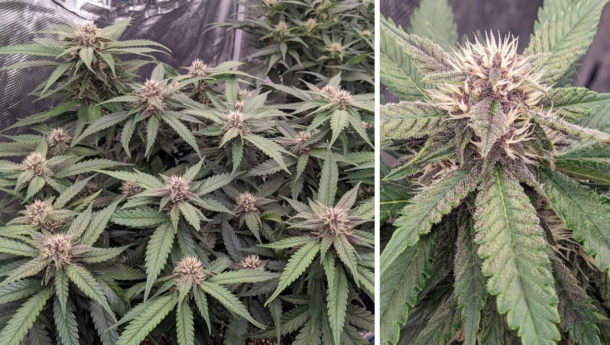 Banana Purple Punch Auto Cannabissorte: mittlere Blüte (Bulk-Phase) | Wochen 7-8 | eine Indoor-Cannabispflanze, die nicht entlaubt wurde