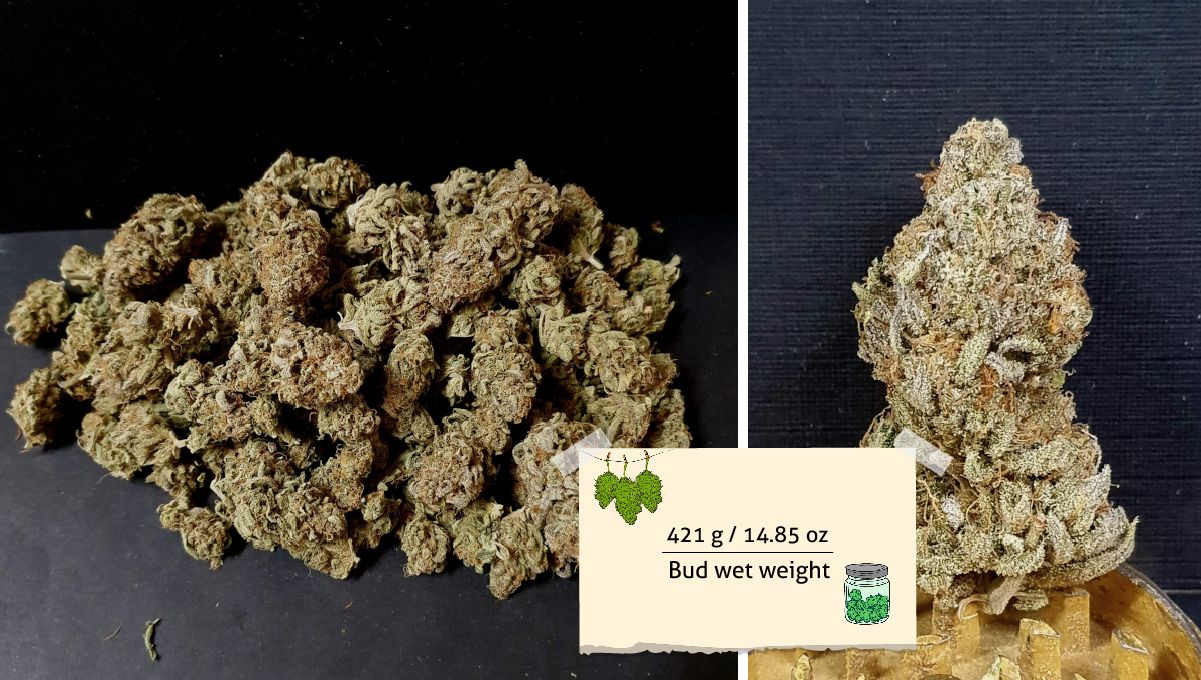 Tropicana Cookies FF cannabis strain: yield | a small heap of dry buds and one of them impinged on top of grinder teeth Tropicana Cookies FF cannabis strain: yield | a small heap of dry buds and one of them impinged on top of grinder teeth