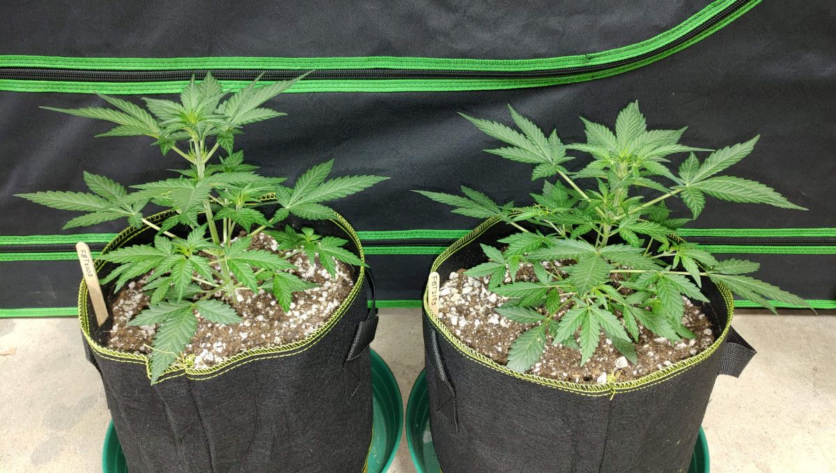 Purple Punch Auto Cannabis Strain Week-by-Week Guide: A side view of two 4-week-old cannabis plants in smart pots