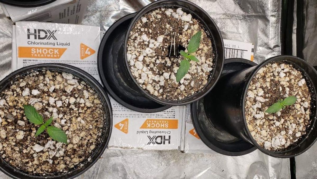 Tropicana Cookies FF cannabis strain: germination and seedling stage | week 1 | three week-old plants in black plastic pots indoors Tropicana Cookies FF cannabis strain: germination and seedling stage | week 1 | three week-old plants in black plastic pots indoors
