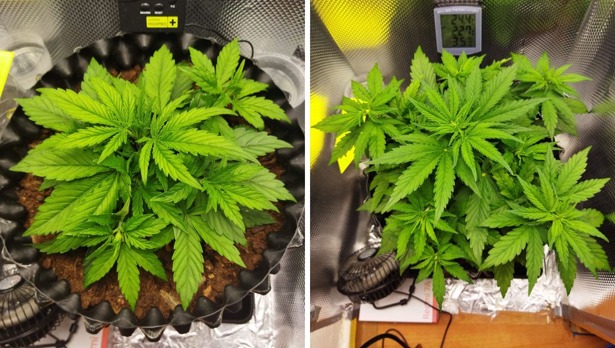 Auto Mazar cannabis strain: mid veg | weeks 3-4 | the progress of a squat, bushy young marijuana plant