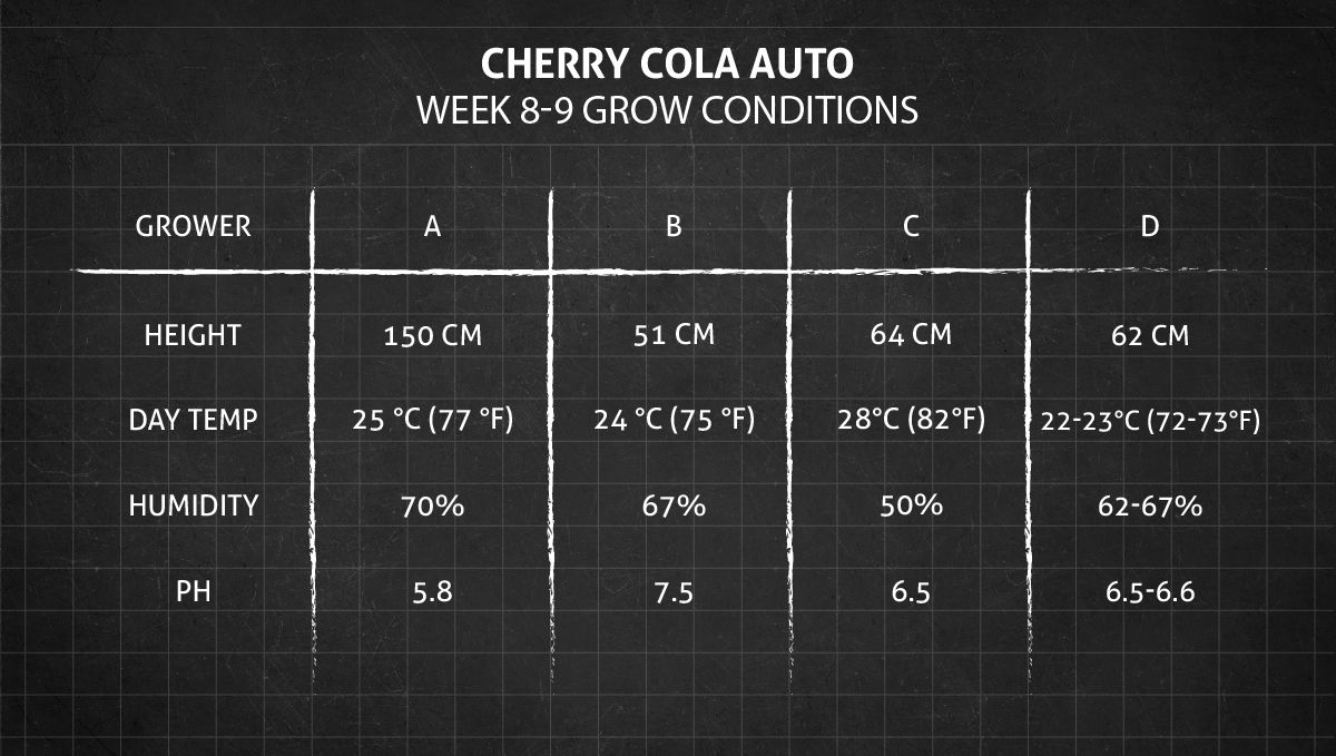 Cherry Cola Auto cannabis strain: weeks 8-9 grow conditions