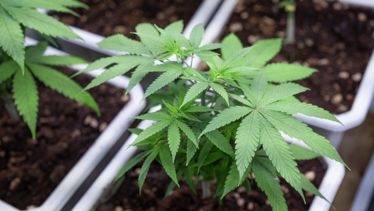 Compost for cannabis plants Compost for cannabis plants