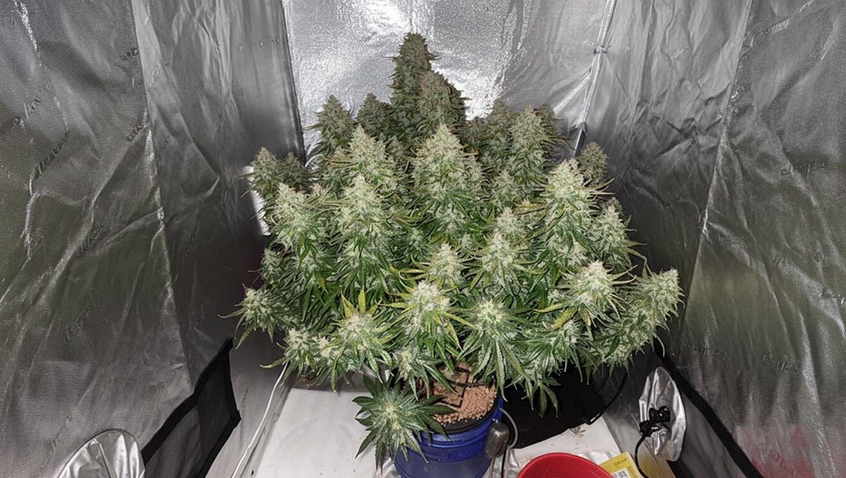 cov26.jpg Jack Herer