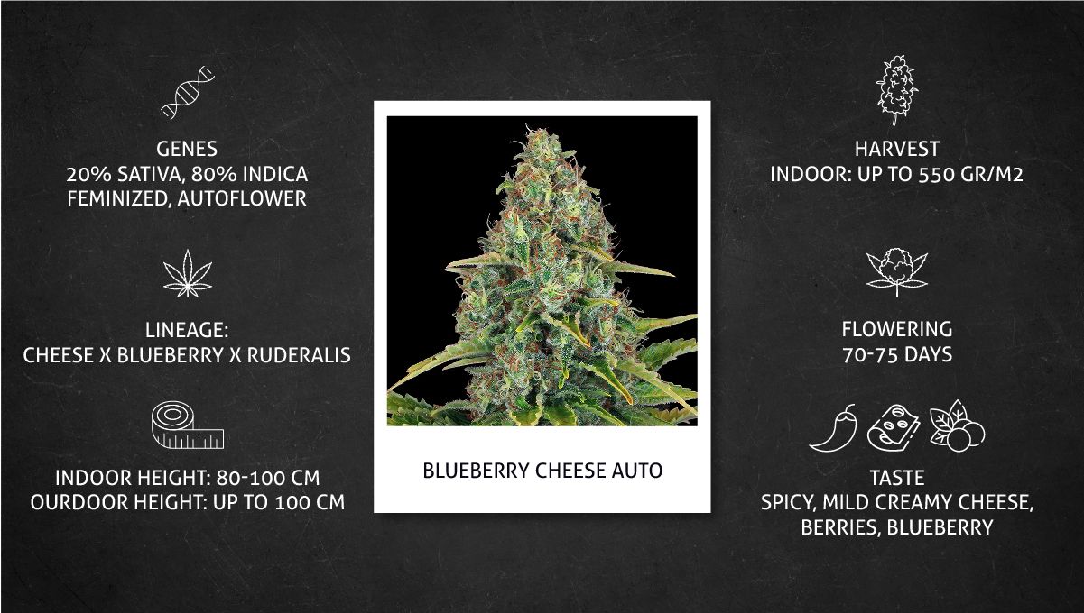 Blueberry Cheese Auto cannabis strain: specs sheet Blueberry Cheese Auto cannabis strain: specs sheet