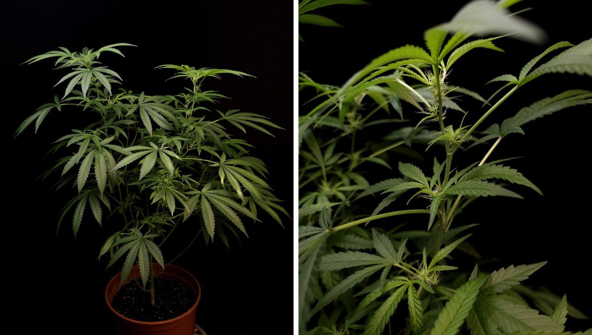 GG4 Sherbet FF cannabis strain: transition (pre-flower) | week 7 | stretching and showing the first hairs GG4 Sherbet FF cannabis strain: transition (pre-flower) | week 7 | stretching and showing the first hairs