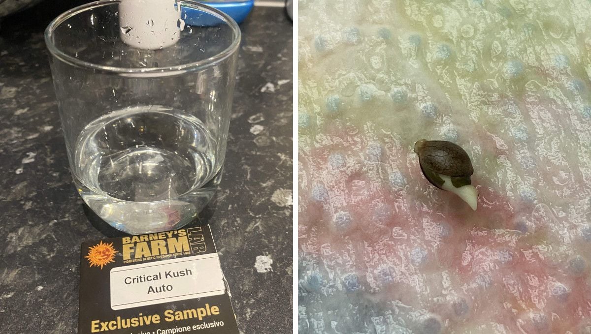 Critical Kush Auto cannabis strain: germination and seedling stage | week 1 | a glass of water for weed seed germination and a seed on a wet paper towel showing the taproot