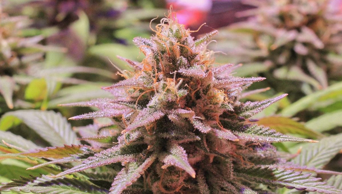 GG4 Sherbet FF cannabis strain: ripening and harvest | weeks 12 | a closeup of a mature pink-colored marijuana bud GG4 Sherbet FF cannabis strain: ripening and harvest | weeks 12 | a closeup of a mature pink-colored marijuana bud