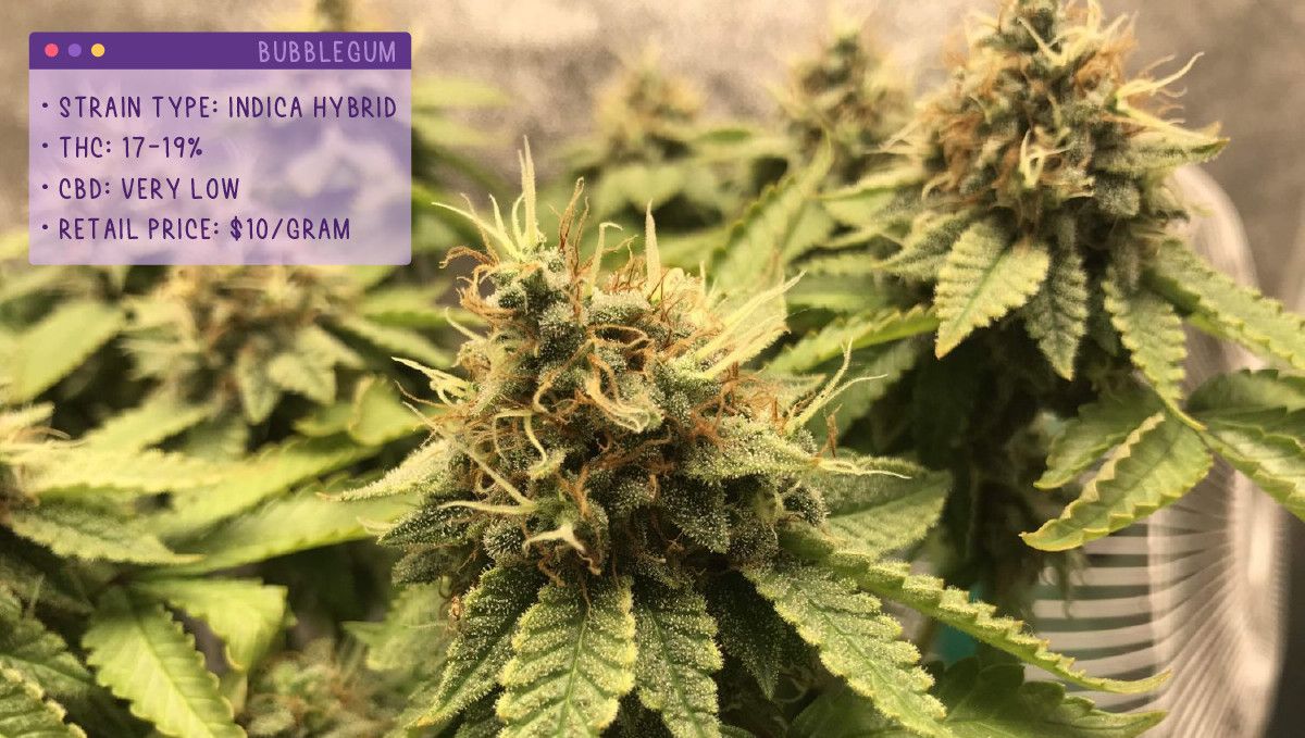 22 Best Weed Strains to Try in 2022: Bubblegum