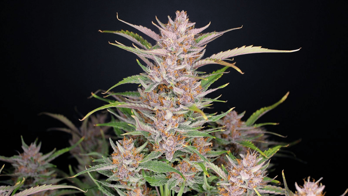 Top 5 der besten autoflowering Sorten für Konzentration: Gorilla Punch Auto Top 5 der besten autoflowering Sorten für Konzentration: Gorilla Punch Auto