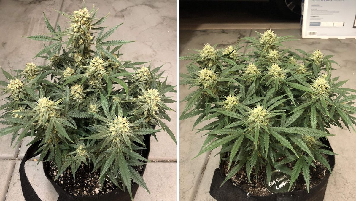 Girl Scout Cookies Auto Cannabis Strain Week-by-Week Guide: A side-by-side comparison of two indoor autoflowers grown in smart pots, in later stages of flowering