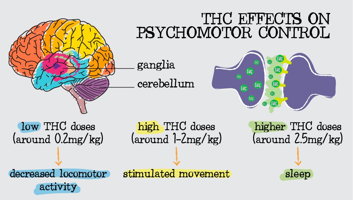 Thc effects on the central nervous system: the effects of cannabinoids on psychomotor control