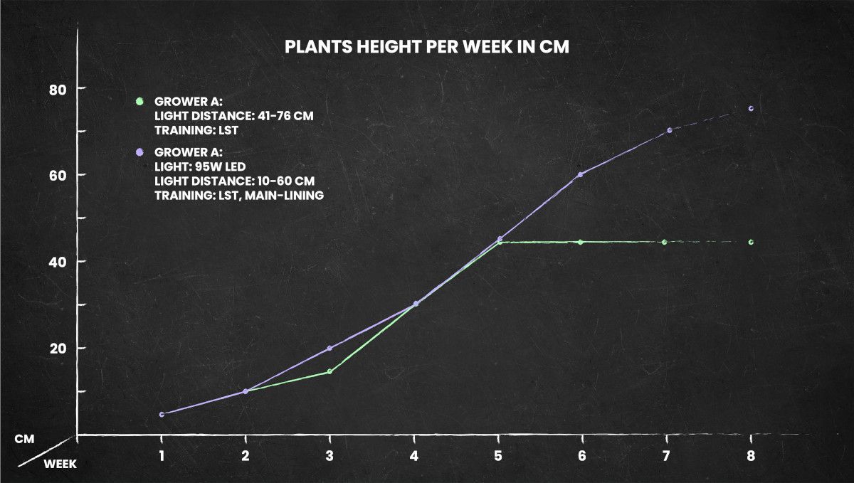 Auto Mazar cannabis strain: height chart for the whole life cycle