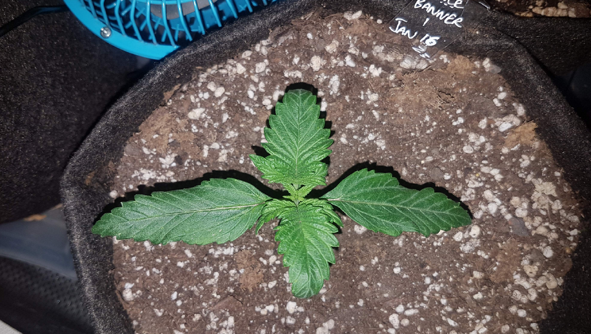 Bruce banner auto cannabis strain: early veg | week 2 Bruce banner auto cannabis strain: early veg | week 2