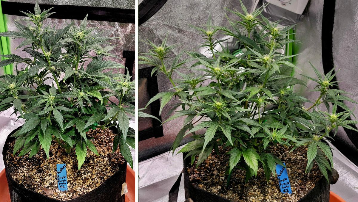 Purple Punch Auto Cannabis Strain Week-by-Week Guide: Two big and branchy indoor autoflowers beginning to bud