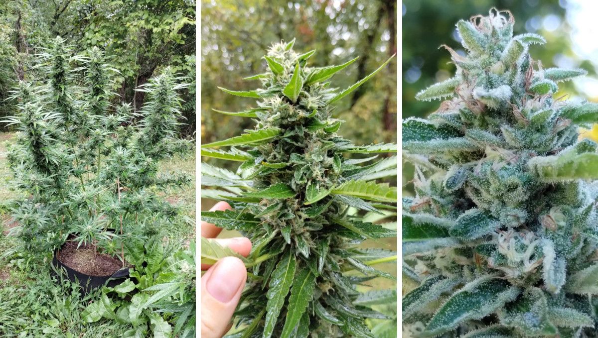 GG4 Sherbet FF cannabis strain: ripening and harvest | weeks 12 | an outdoor plant and its bud as harvest time is nearing GG4 Sherbet FF cannabis strain: ripening and harvest | weeks 12 | an outdoor plant and its bud as harvest time is nearing