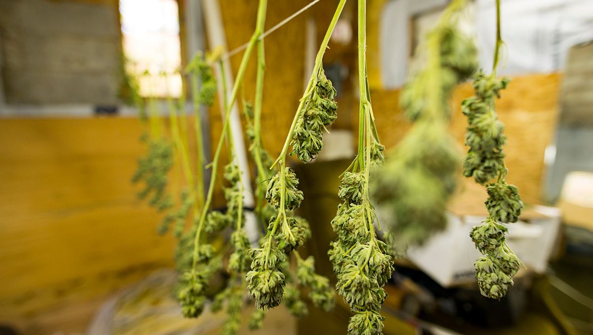 BubbleGum Auto beim trocknen