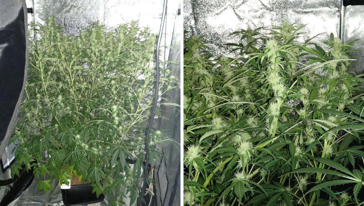 Tangerine Dream Auto cannabis strain: early flower | weeks 6-7 | an indoor autoflower with an insane amount of branches and a closer look at these branches that have barely begun to fill out