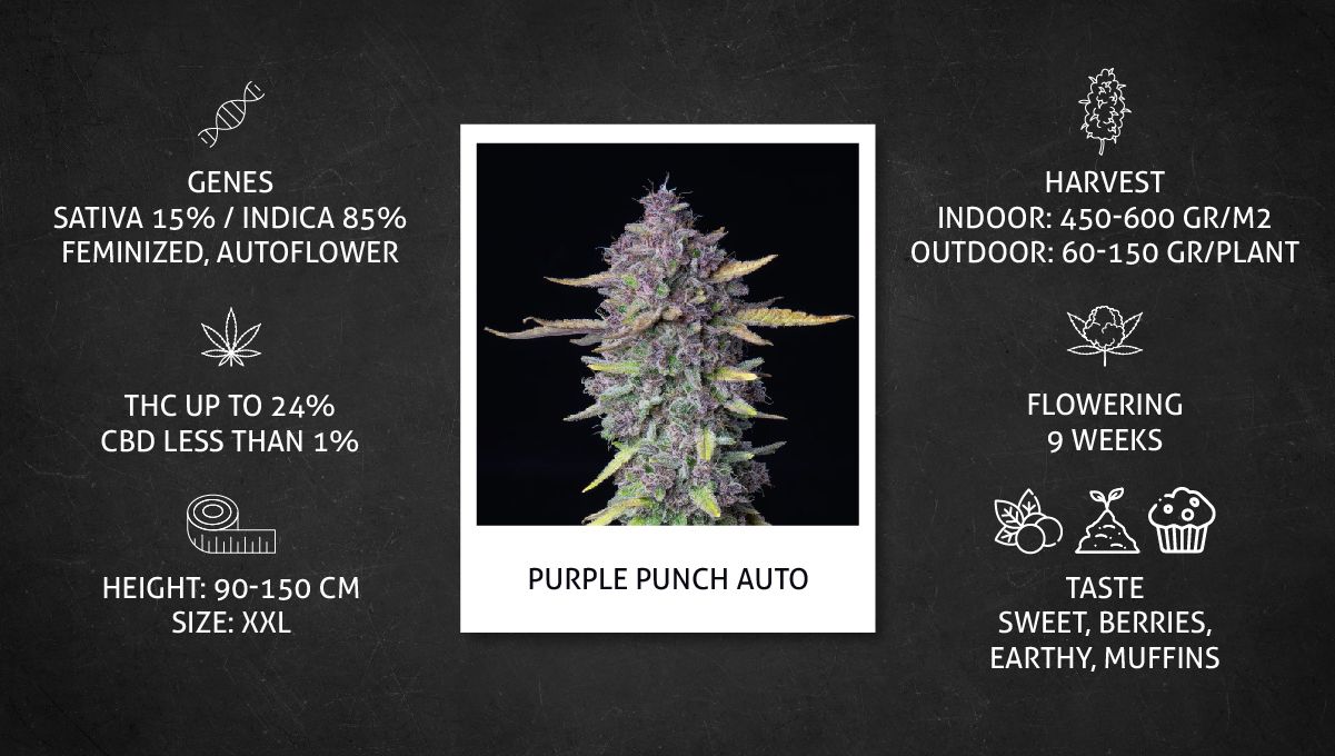 Purple Punch Auto Cannabis Strain Week-by-Week Guide: Grow specifications