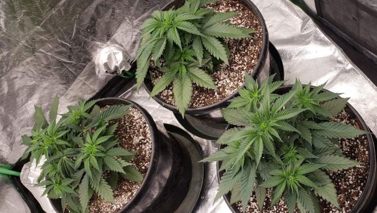 Tropicana Cookies FF cannabis strain: mid veg | weeks 3-6 | three untrained plants starting to bush out Tropicana Cookies FF cannabis strain: mid veg | weeks 3-6 | three untrained plants starting to bush out