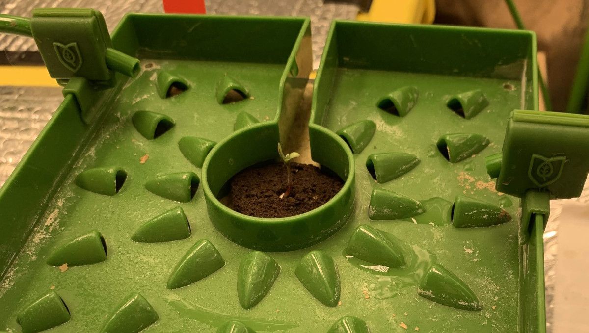 Six Shooter Auto cannabis strain: germination and seedling stage | week 1 | tiny seedling in a hydro setup Six Shooter Auto cannabis strain: germination and seedling stage | week 1 | tiny seedling in a hydro setup