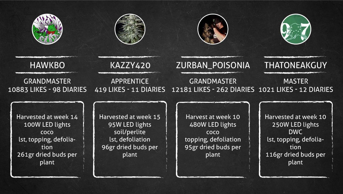 Six Shooter Auto cannabis strain: outcome Six Shooter Auto cannabis strain: outcome